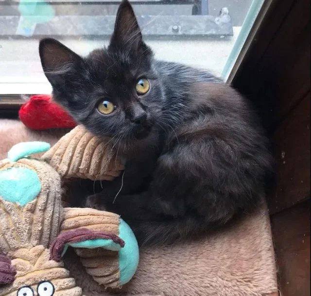 Extra image from article