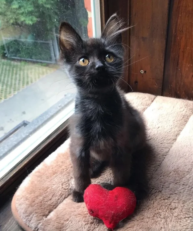 Extra image from article