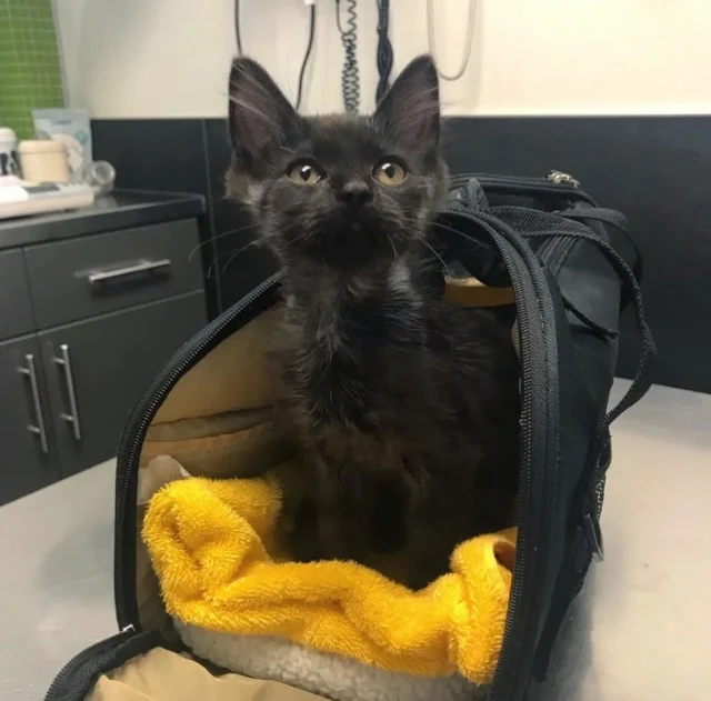 Extra image from article