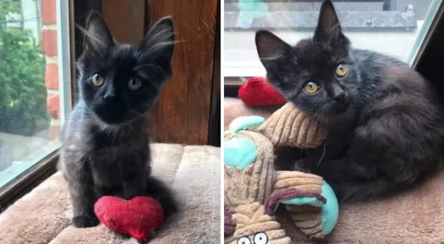 Responding swiftly, Dan, a dedicated ani...