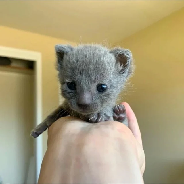 To help them survive, Sara began round-t...