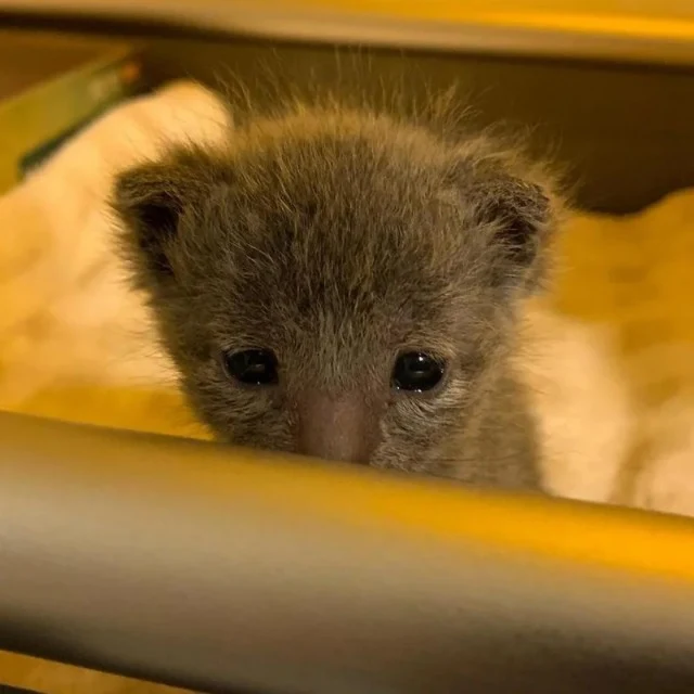 Both kittens are truly special....