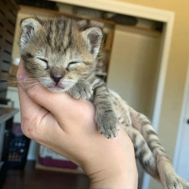 Extra image from article