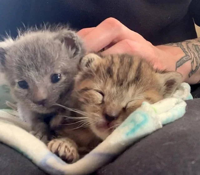 Extra image from article