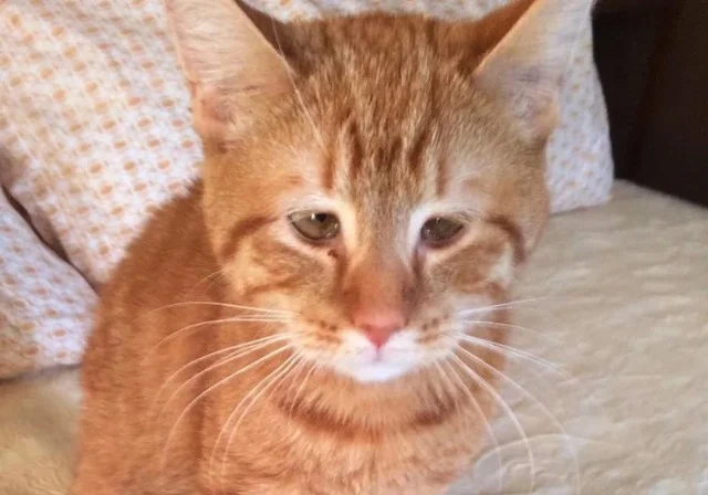 When the time came for Cheese’s next cha...