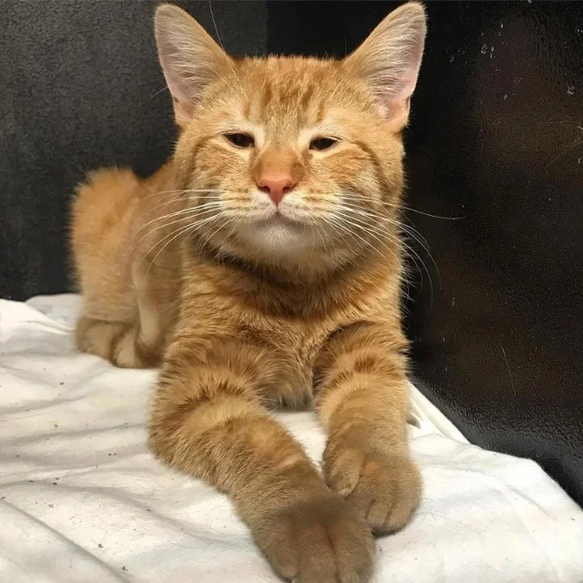 Spread the joy of Cheese's story by shar...