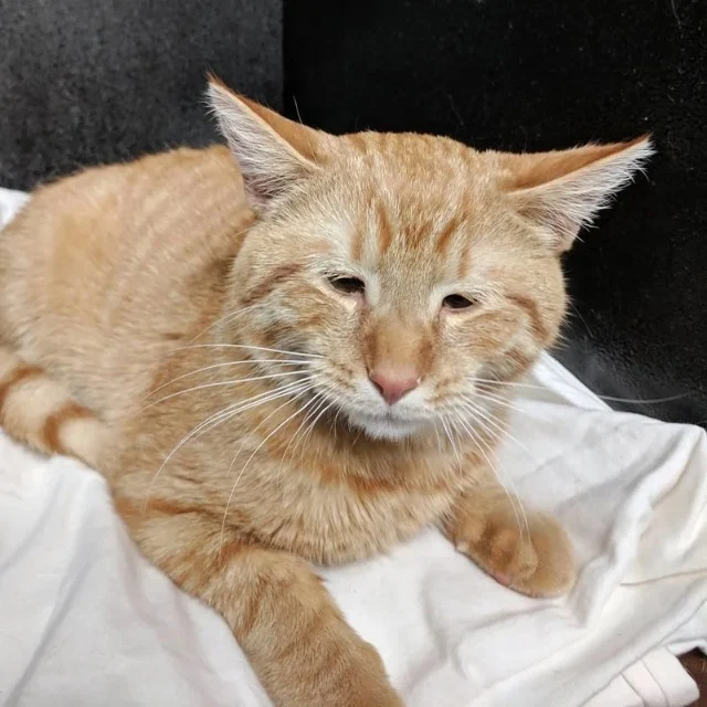 Extra image from article