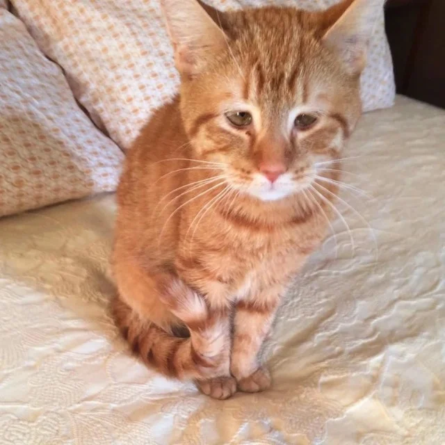 Extra image from article