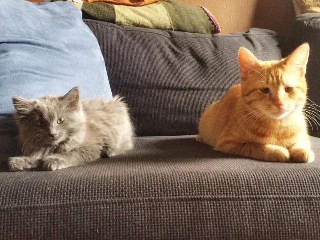 Extra image from article