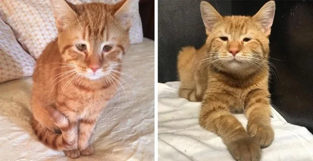 Cheese’s unique condition, known as micr...