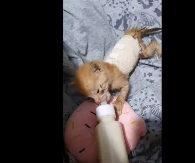 Within a week, she was starting to nibbl...