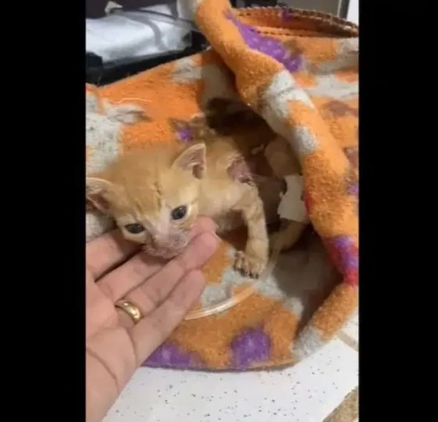 If you ever encounter an animal in need,...