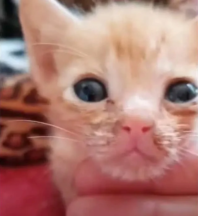 Extra image from article