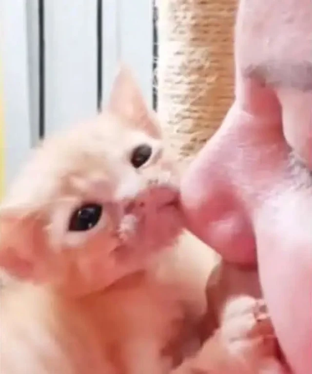 Extra image from article