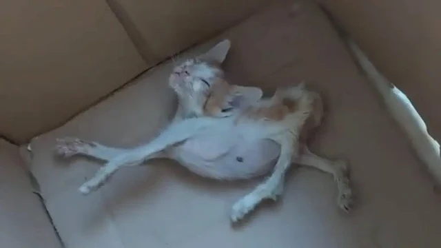 The kitten was painfully thin, her ribs ...