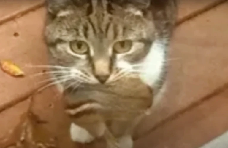 Extra image from article