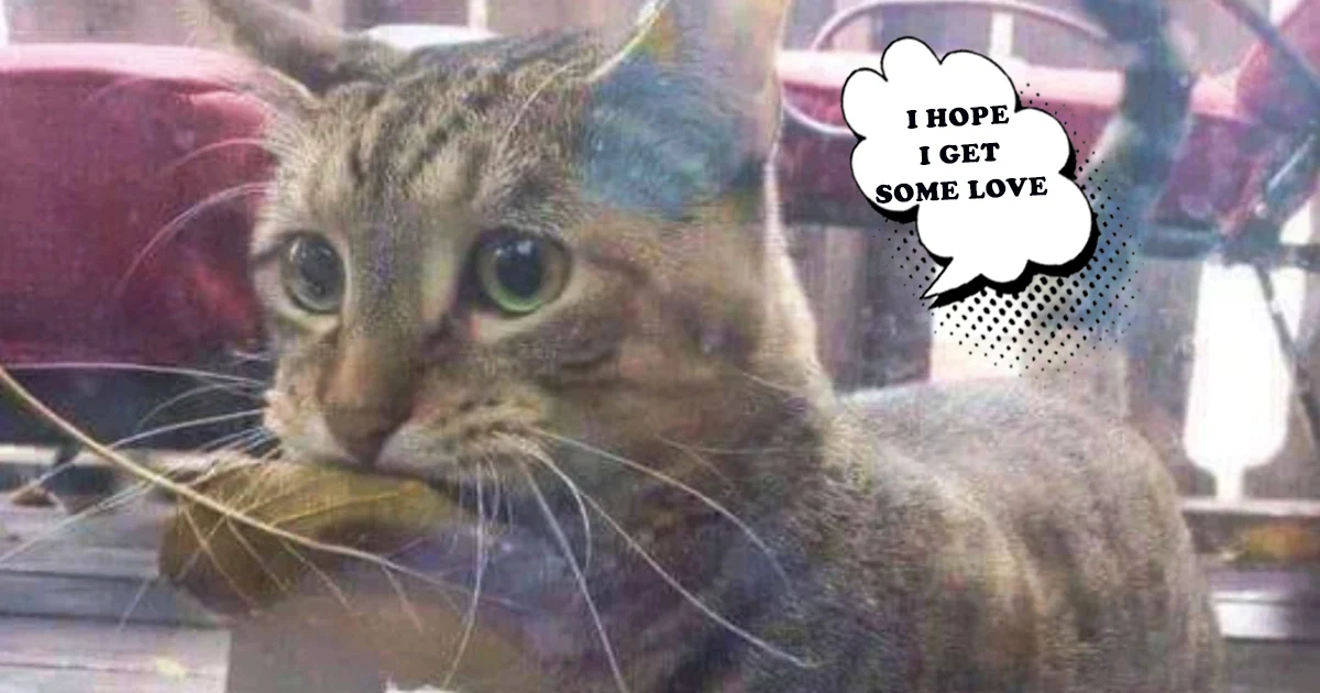 Extra image from article