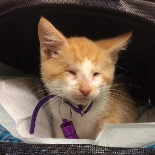 Despite his blindness, Fig indulged in t...