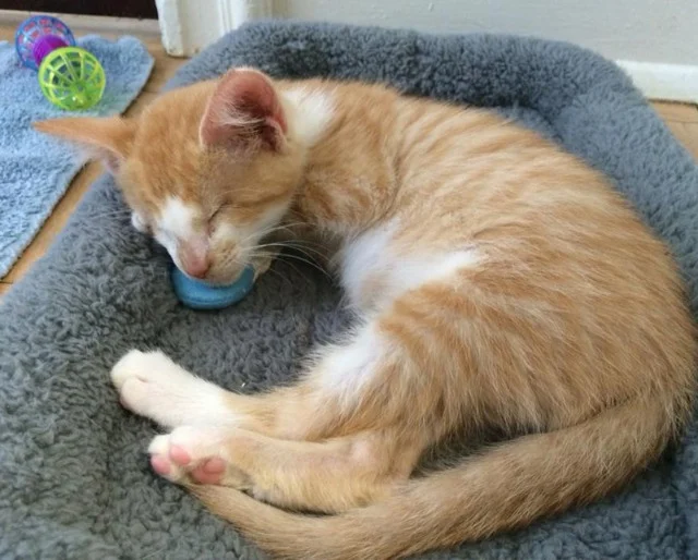 Not long after, Lychee came into the pic...