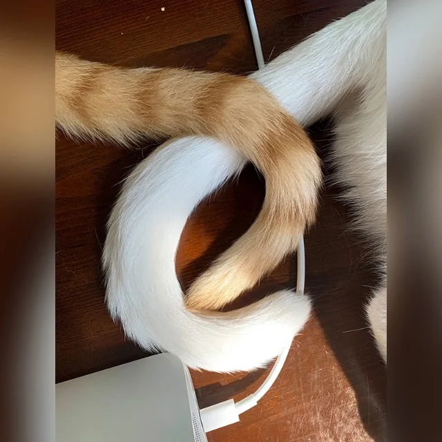 Extra image from article