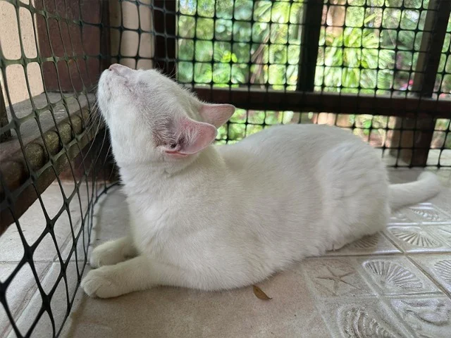 Extra image from article