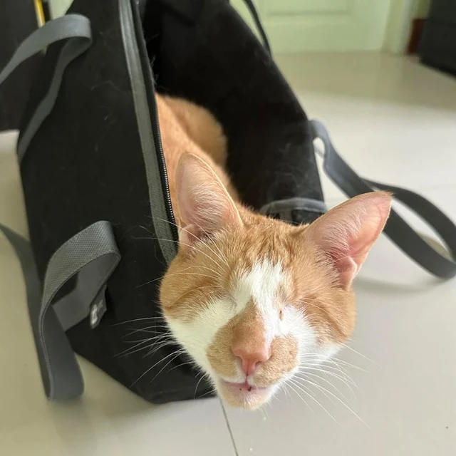 Extra image from article