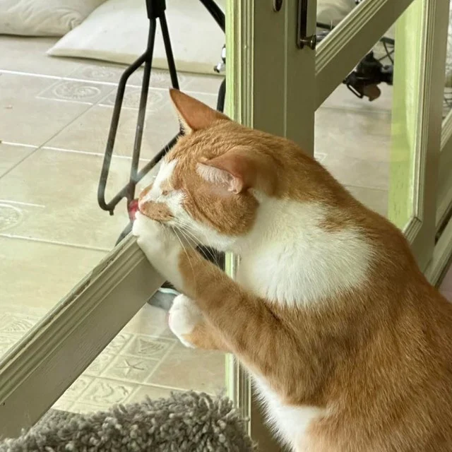 Extra image from article