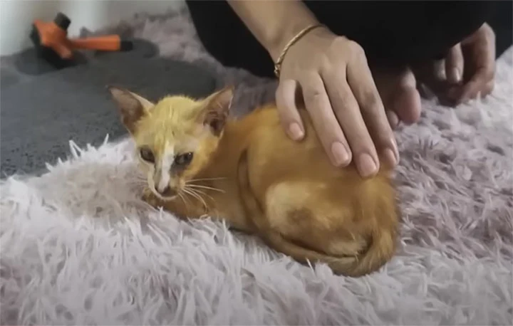 Under the diligent care of their caretak...