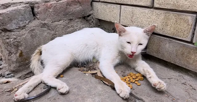 At the rescue center, they received the ...