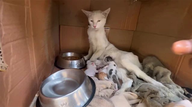 By the end, the mother cat’s initial tea...