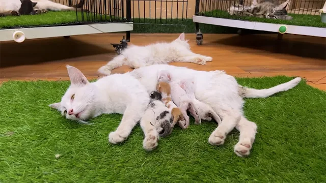 Extra image from article