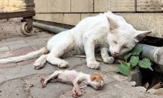 The extent of the mother cat’s love was ...
