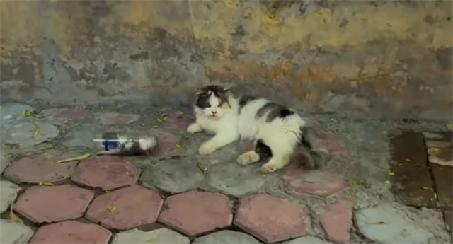 After a few intense moments, Emma succes...