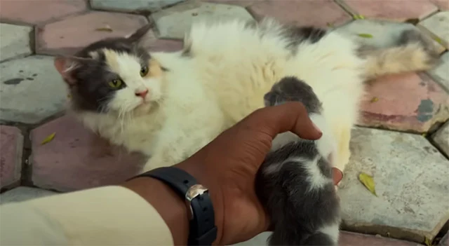 In the days that followed, Bella and Pip...