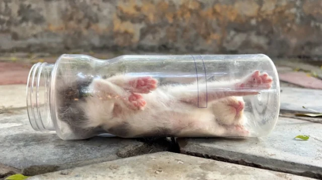 It was Bella's distressed meows that cau...