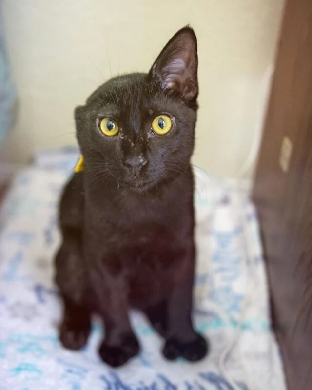 It was at the veterinarian's office that...