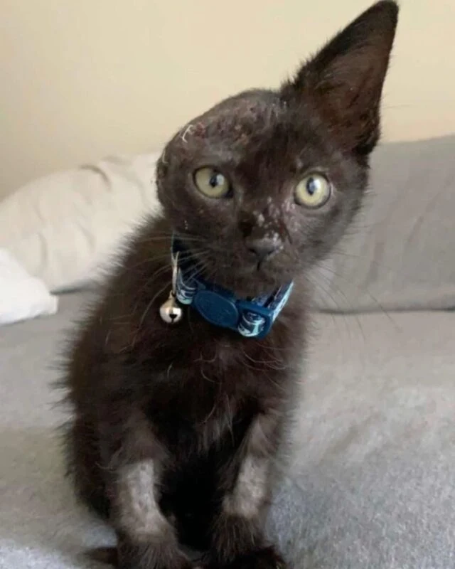 Vinny shares his home with a dog, and th...