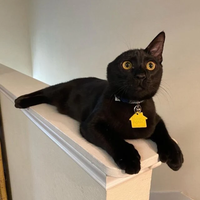 Extra image from article