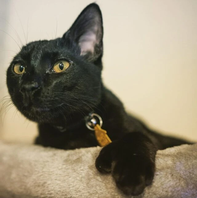 Extra image from article