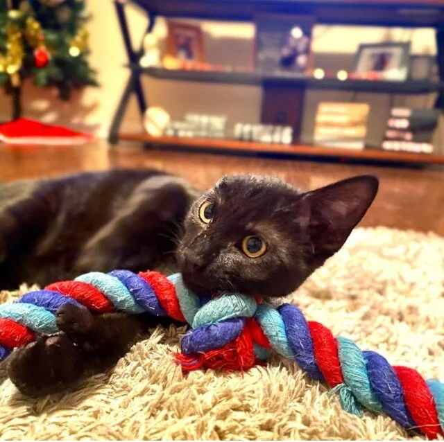 Extra image from article