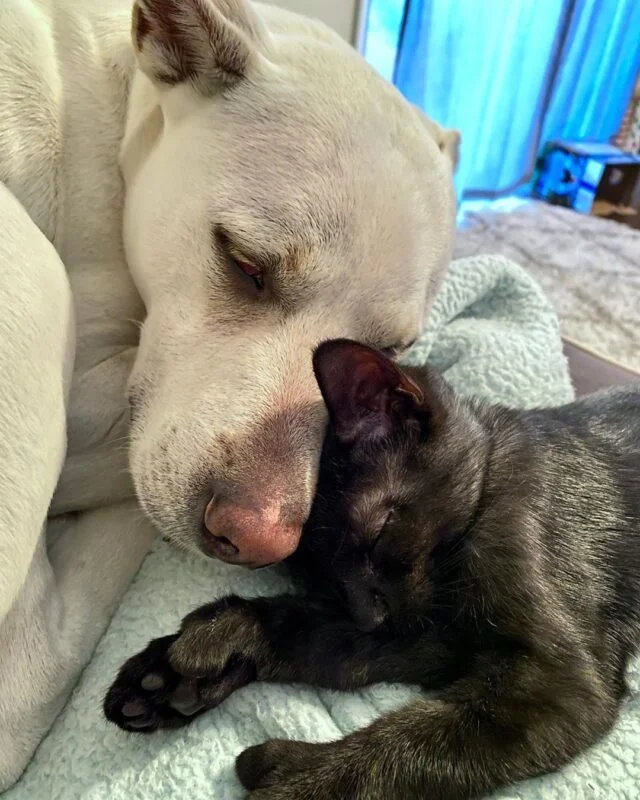 Extra image from article