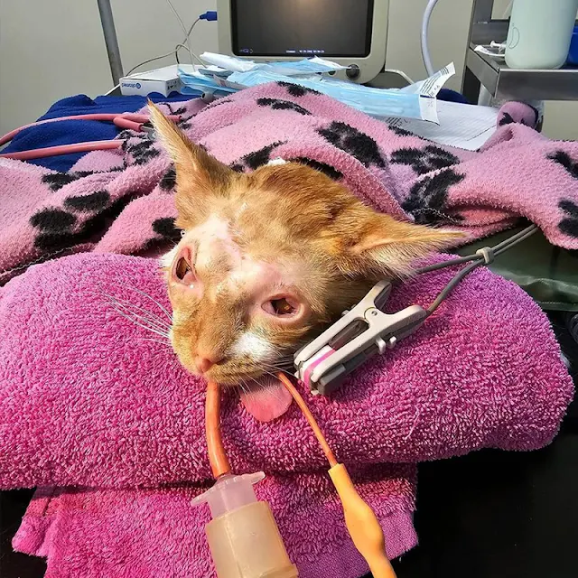 Extra image from article