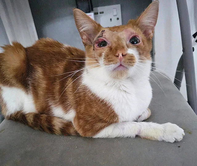 Extra image from article