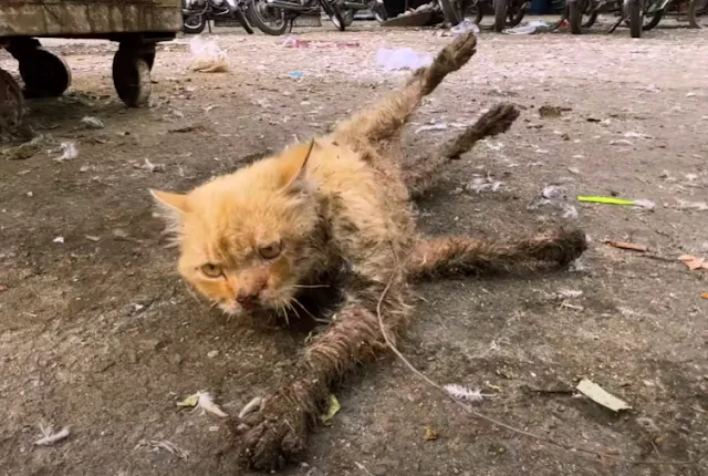 Determined to help, we gently picked up ...