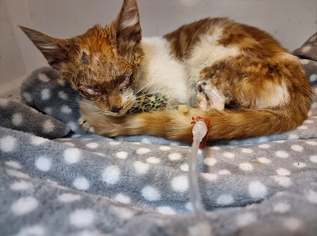 A recent update shared that Rosa survive...