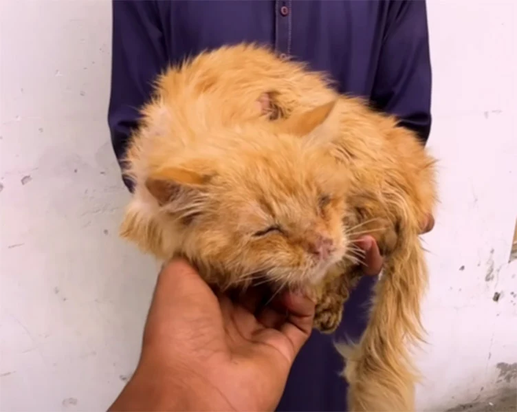 Extra image from article