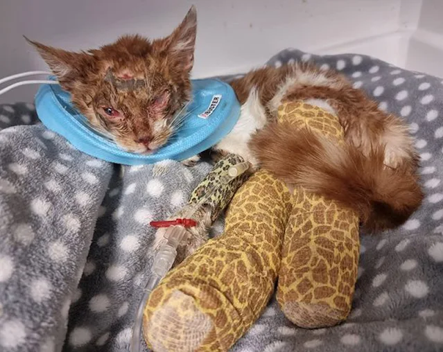 Extra image from article