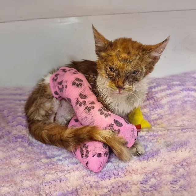 Extra image from article