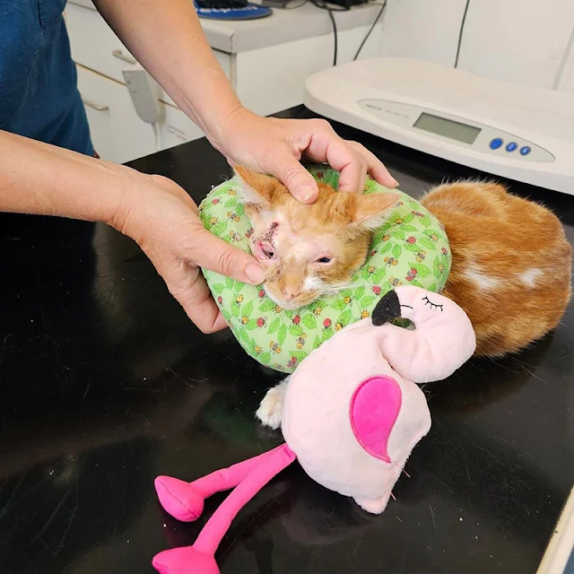 Extra image from article