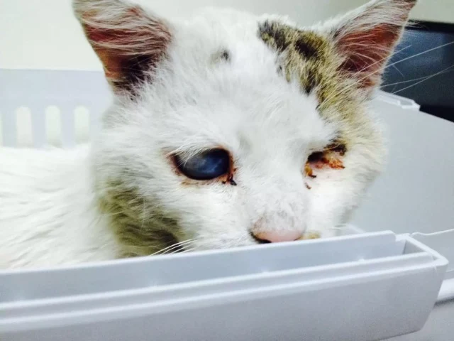 Blind and Deaf Street Cat Yoda Triumphs with Love and Finds New Joyful Life Blind and Deaf Street Cat Yoda Triumphs with Love and Finds New Joyful Life